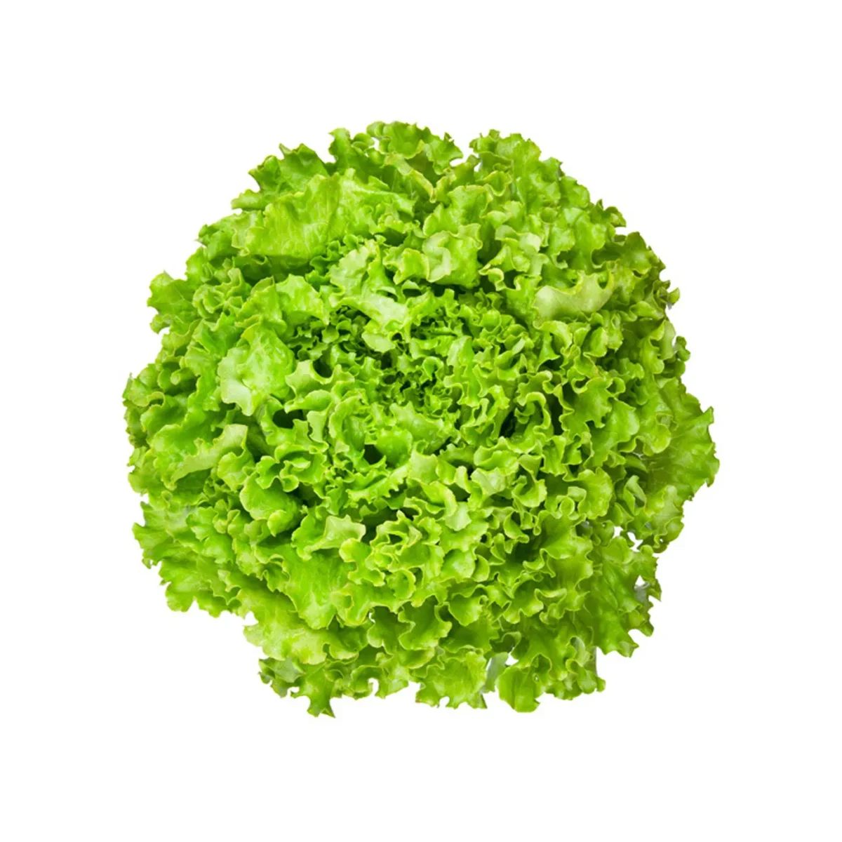 Lechuga Orgánica Und - Imagen 1