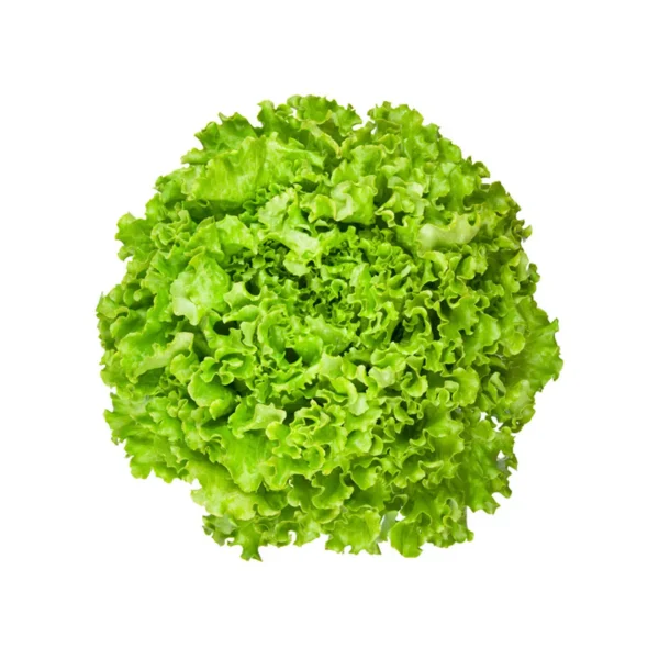 Lechuga Orgánica Und