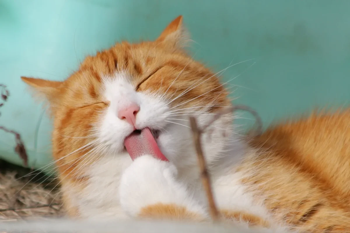 Comida para Gatos RICOCAT Gatitos Carne Pescado y Leche Bolsa 9Kg - Imagen 2